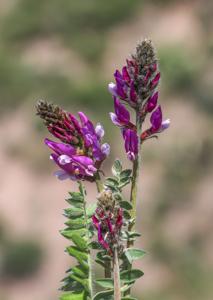 Oxytropis ferganensis