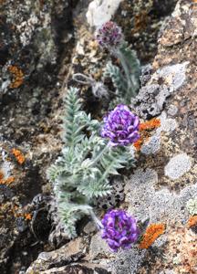 Oxytropis microsphaera