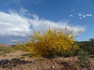 Parkinsonia praecox