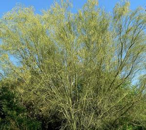 Parkinsonia microphylla