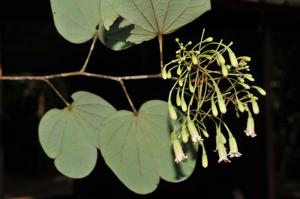 Piliostigma malabaricum