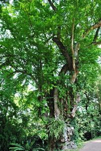 Pithecellobium dulce
