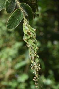 Polhillides velutina