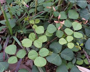 Rhynchosia minima