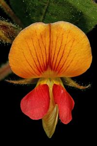 Rhynchosia monophylla