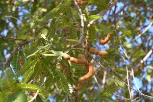 Tamarindus indica