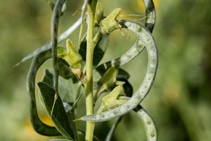 Thermopsis rhombifolia