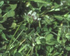 Trifolium trichocalyx