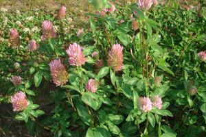 Trifolium pratense