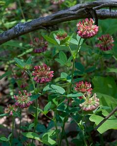 Trifolium reflexum