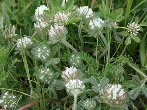 Trifolium cherleri