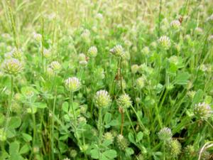 Trifolium microcephalum