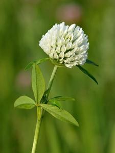 Trifolium pratense