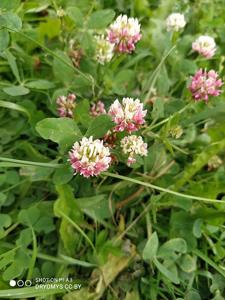 Trifolium hybridum