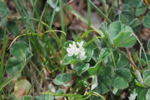 Trifolium subterraneum