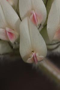 Trifolium macrocephalum