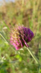 Trifolium thompsonii