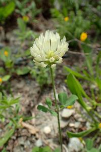 Trifolium nigrescens subsp. nigrescens