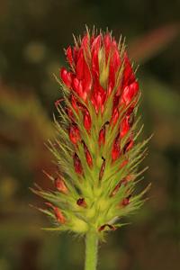 Trifolium incarnatum