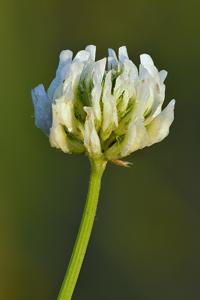Trifolium semipilosum