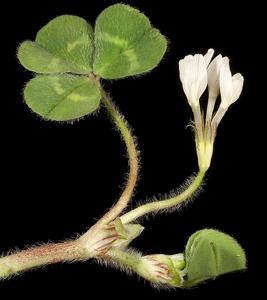 Trifolium subterraneum