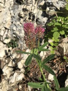 Trifolium rubens