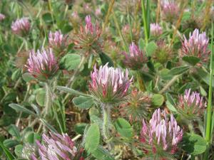 Trifolium hirtum
