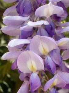 Wisteria sinensis
