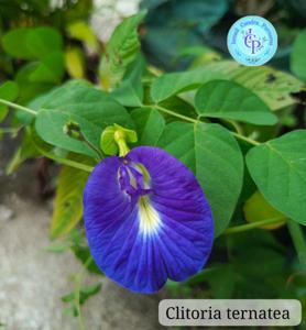 Clitoria ternatea