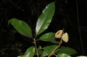 Lithocarpus corneus