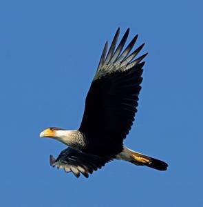 Caracara plancus