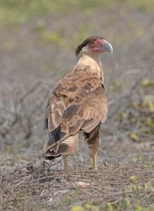 Caracara plancus