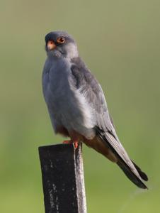 Falco vespertinus
