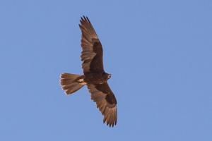 Falco subniger