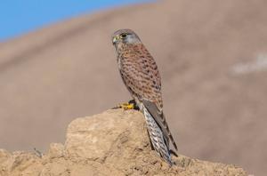 utils/thumbs/Falconidae/Falco_JuN3cQSFtHHNanzTbP24z4.jpg