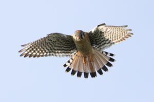 Falco sparverius