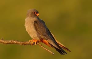 Falco vespertinus