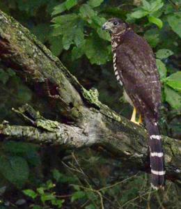 Micrastur semitorquatus