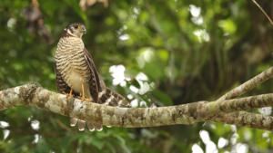 utils/thumbs/Falconidae/Micrastur_bpt3oP2cAGyveQJA8xDe6C.jpg