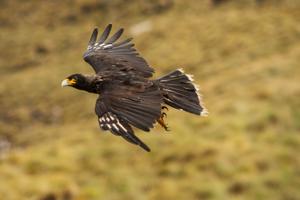 Phalcoboenus australis