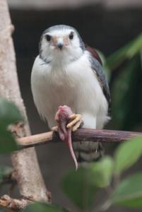 Polihierax semitorquatus