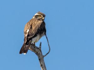 utils/thumbs/Falconidae/Spiziapteryx_hcz7tDB2mJ6ZcW6gNmQgtK.jpg
