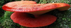 Fistulina hepatica