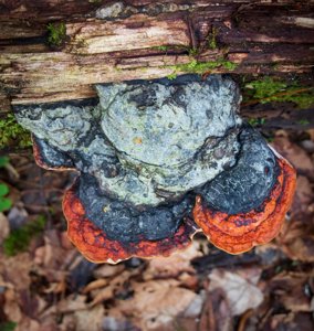 Fomitopsis pinicola
