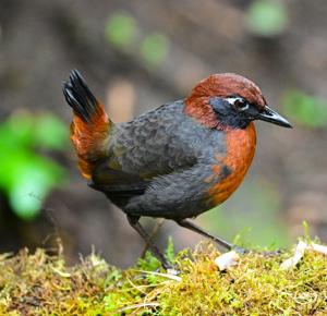 Formicarius rufipectus