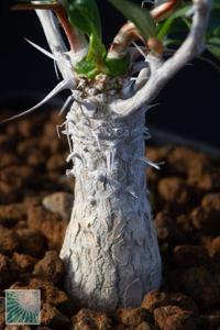 Fouquieria columnaris