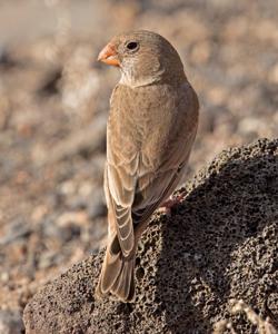 utils/thumbs/Fringillidae/Bucanetes_bwEDGWexh3RoDarNkySYaX.jpg