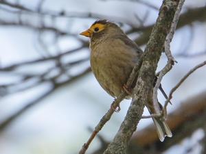 Callacanthis burtoni