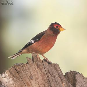 Callacanthis burtoni