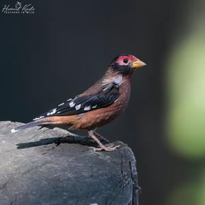 utils/thumbs/Fringillidae/Callacanthis_QMYpRVwVGNGHcF8cZGkAph.jpg